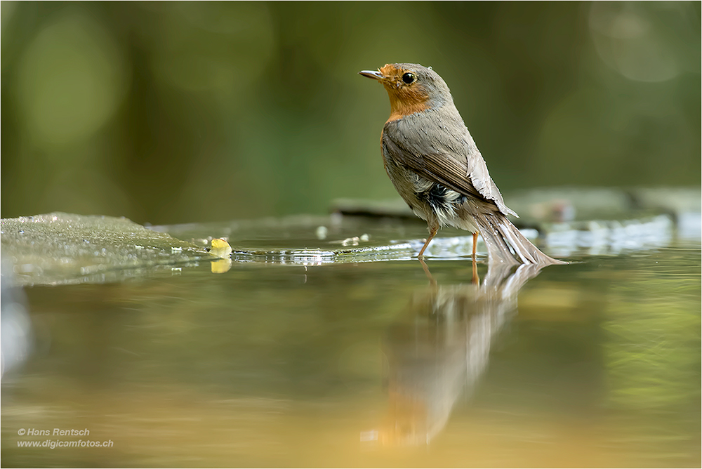 Rotkehlchen