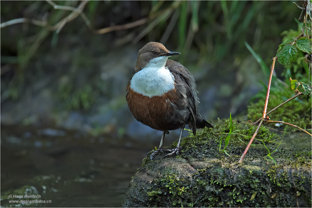 Wasseramsel