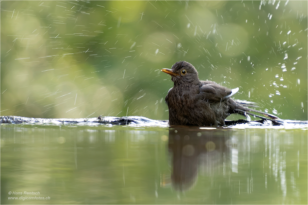 Amsel