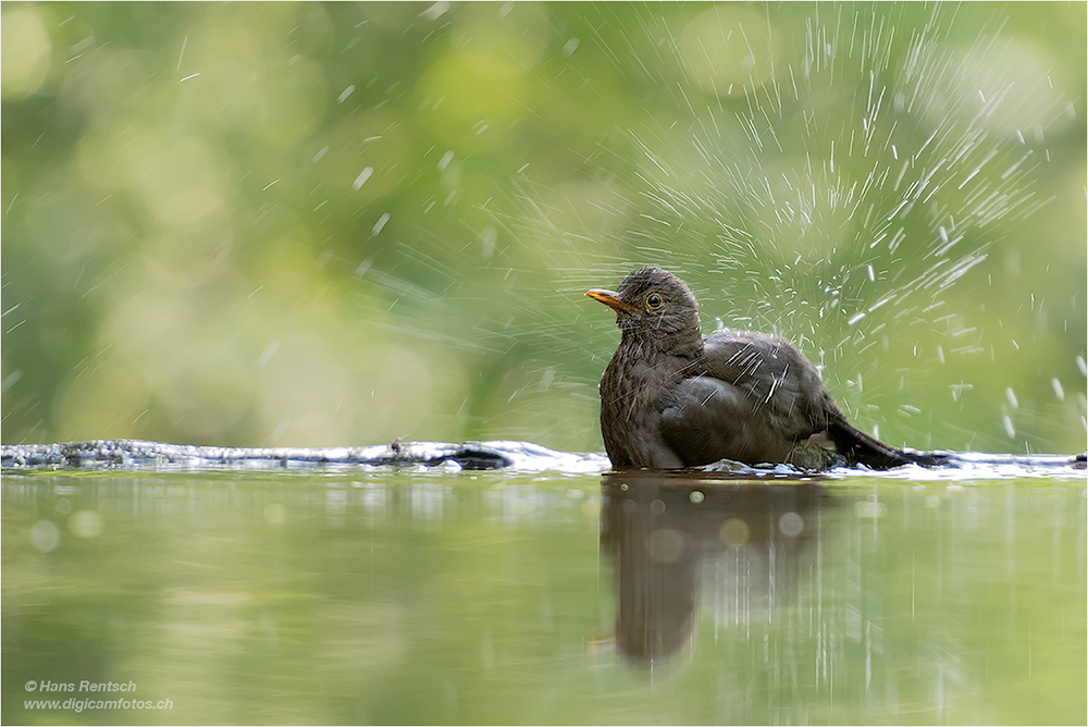 Amsel