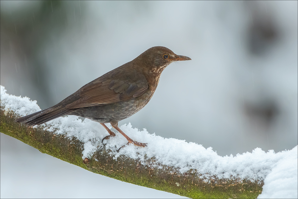 Amsel