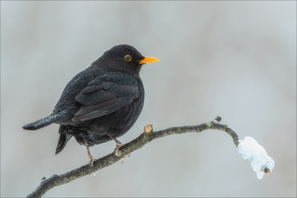 Amsel