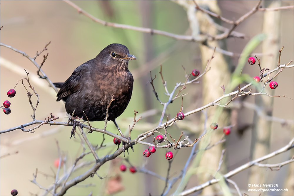 Amsel