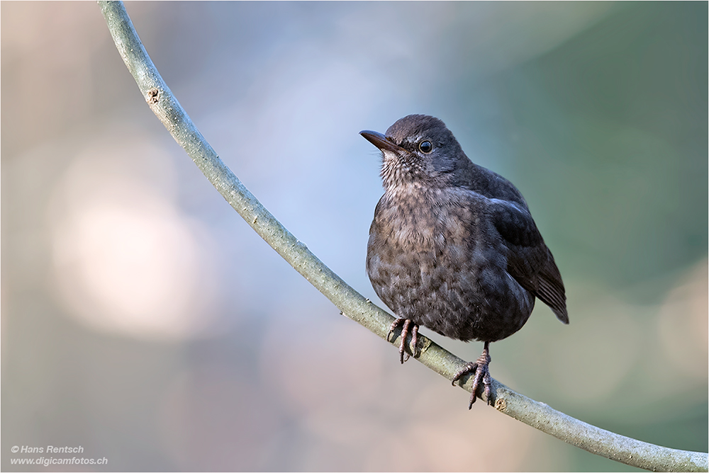 Amsel