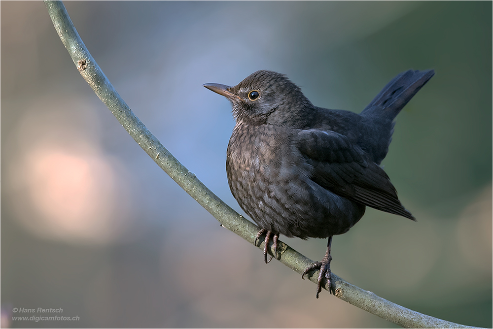 Amsel