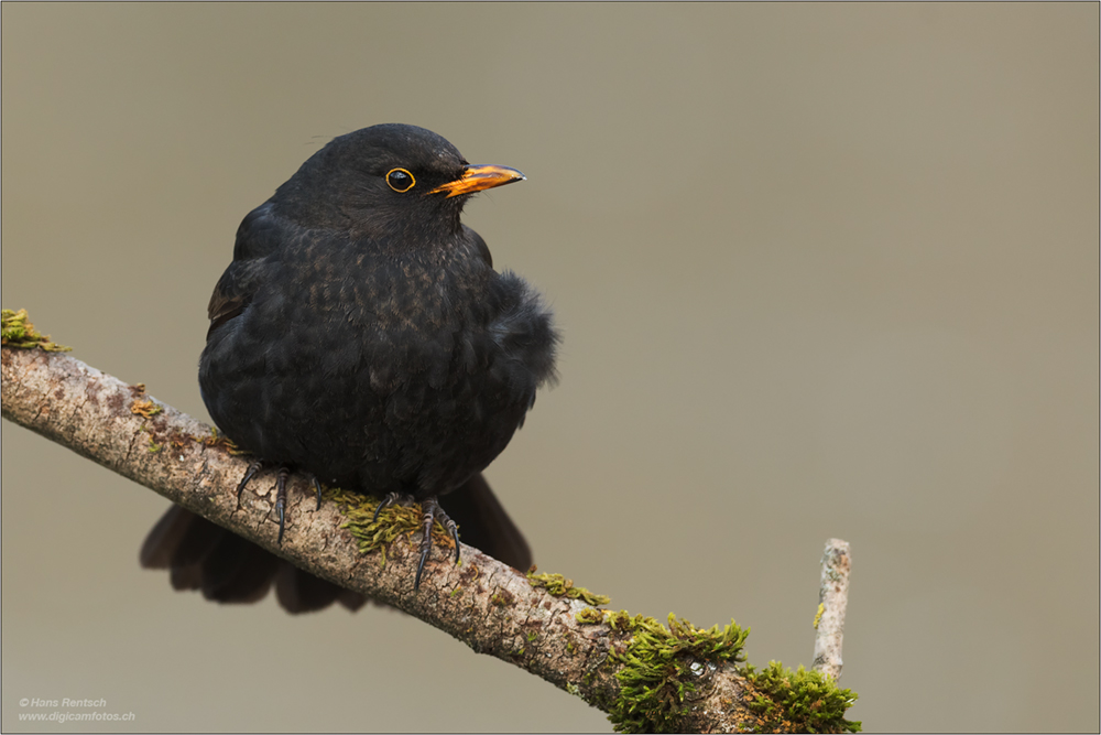 Amsel