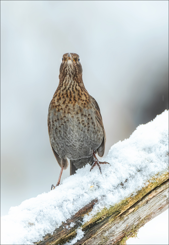 Amsel