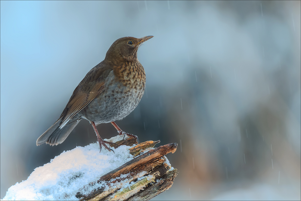 Amsel