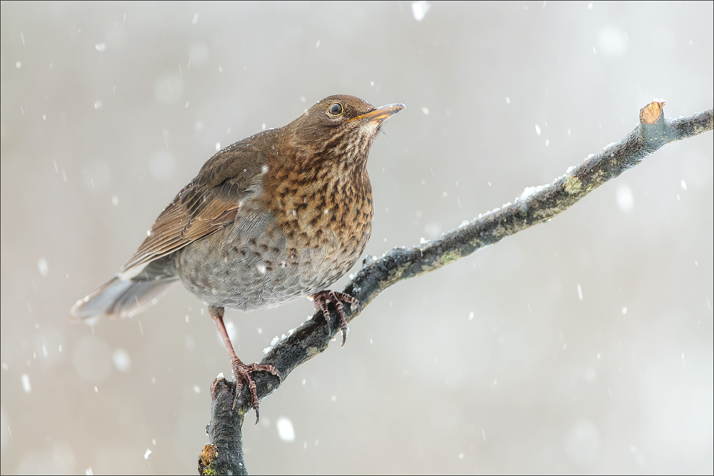 Amsel