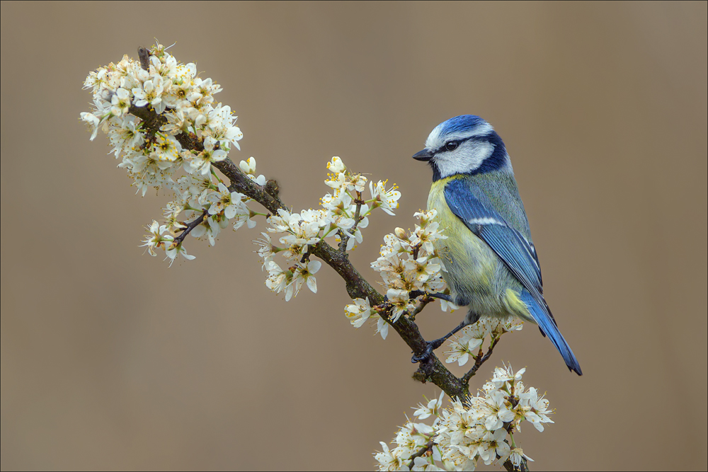 Blaumeise