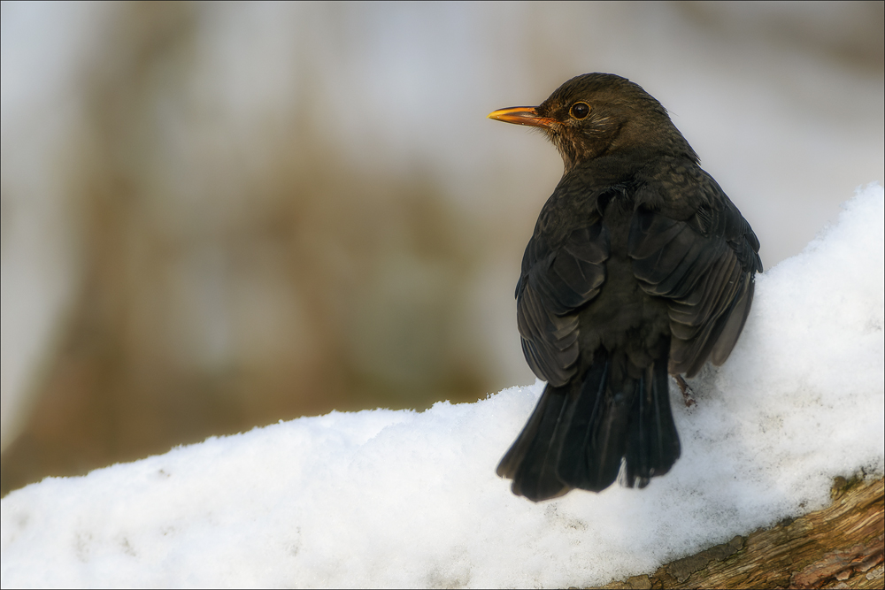 Amsel