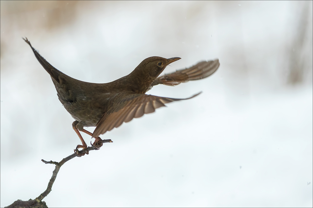 Amsel