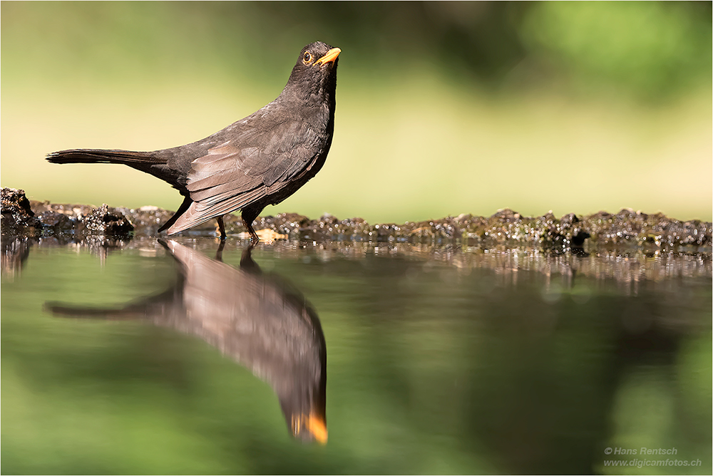 Amsel