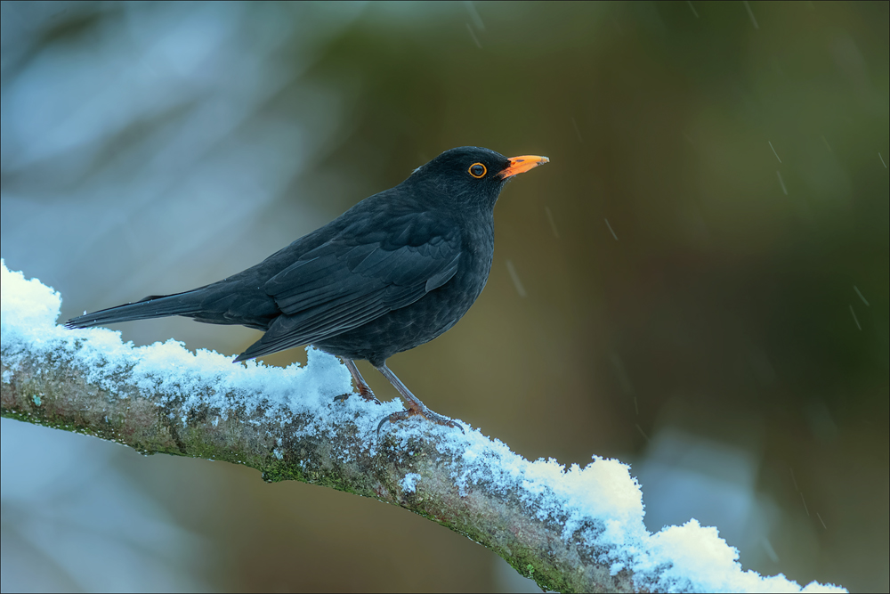 Amsel