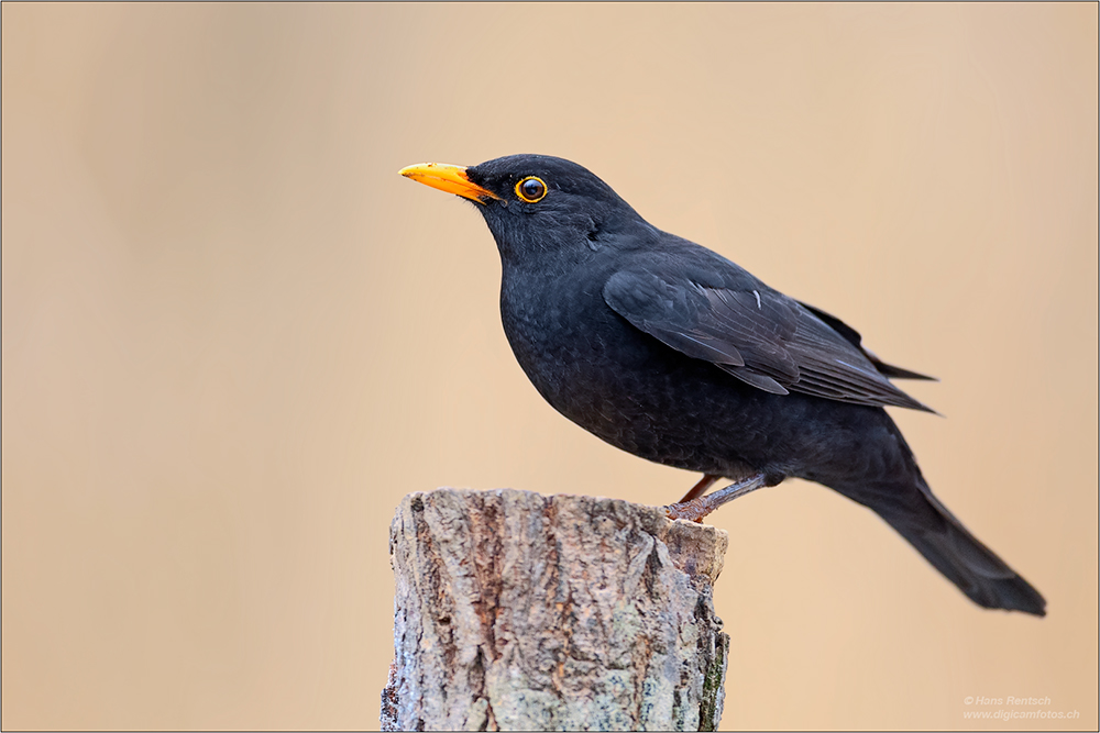 Amsel