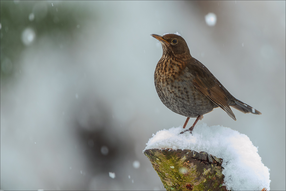 Amsel