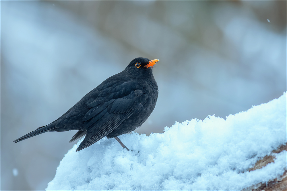 Amsel