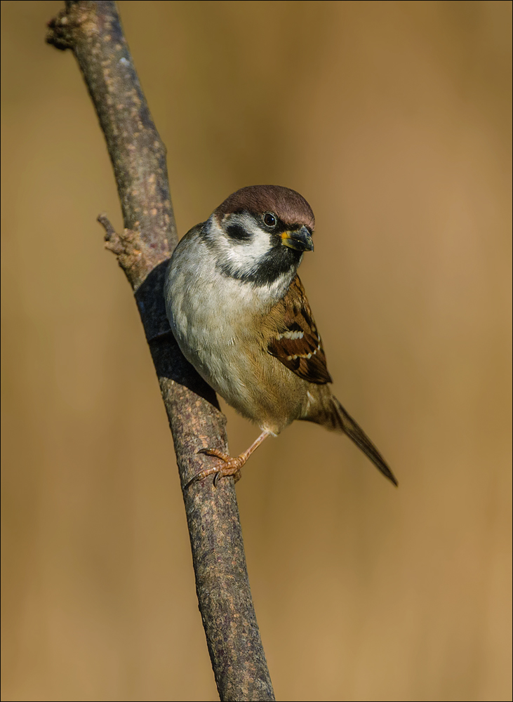 Feldsperling