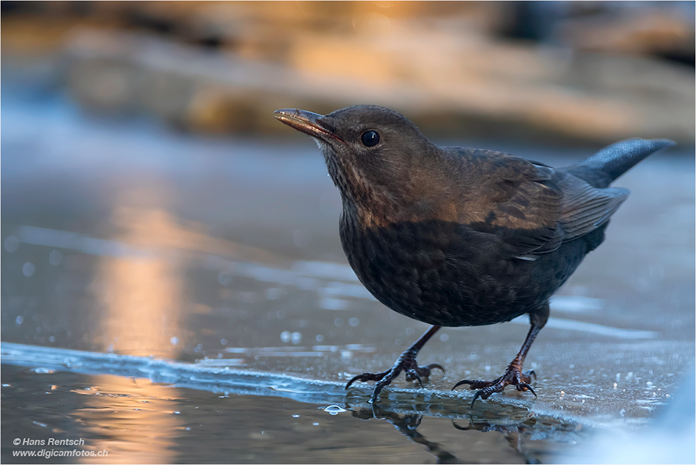 Amsel