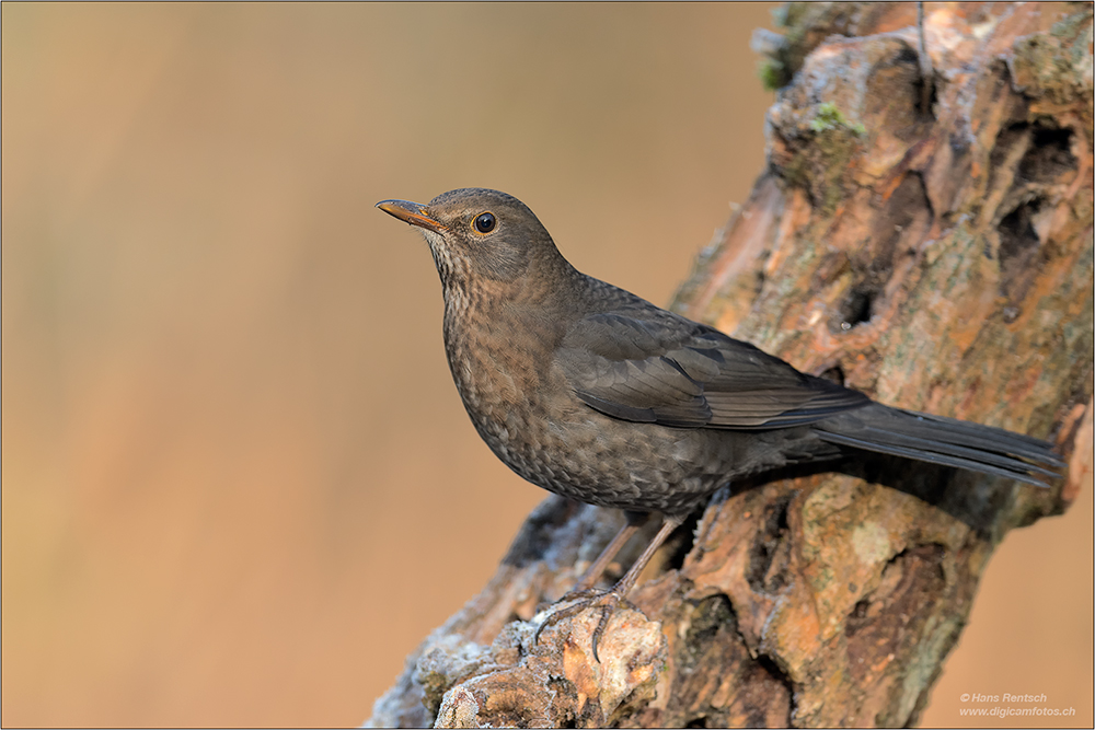 Amsel