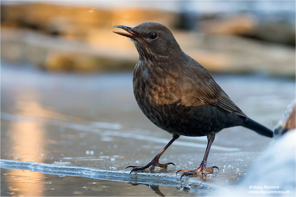 Amsel