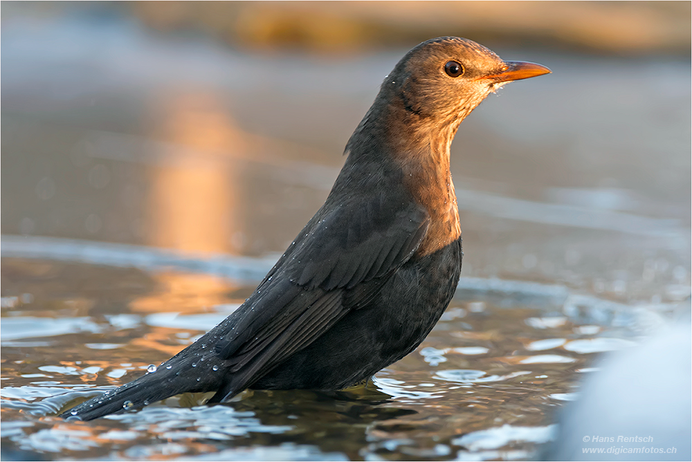 Amsel