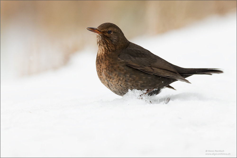 Amsel