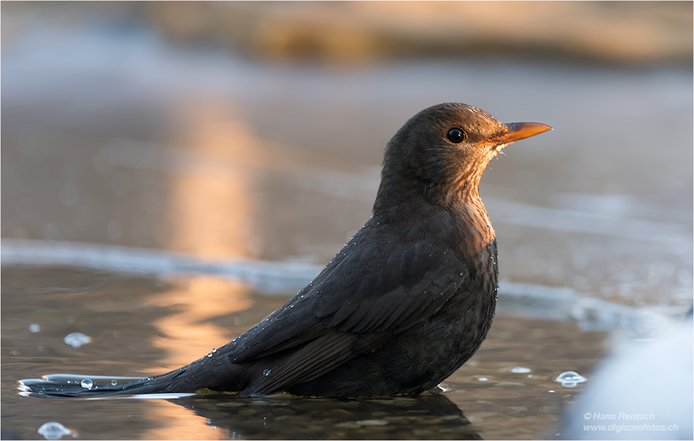 Amsel