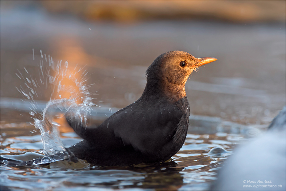 Amsel