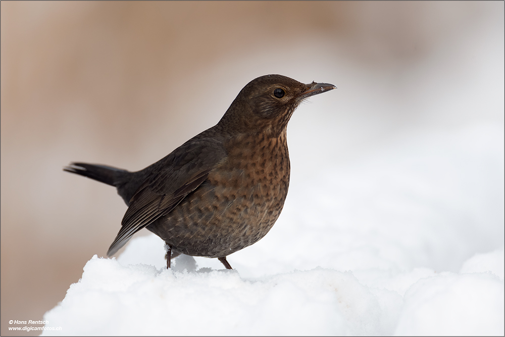 Amsel