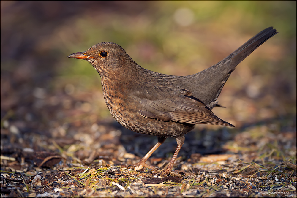 Amsel