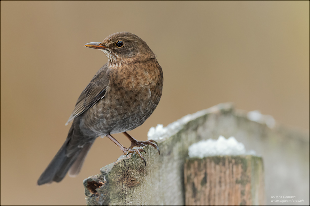 Amsel