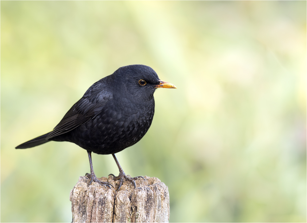 Amsel