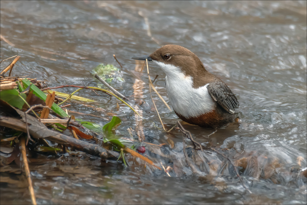 Wasseramsel