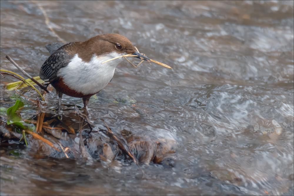 Wasseramsel