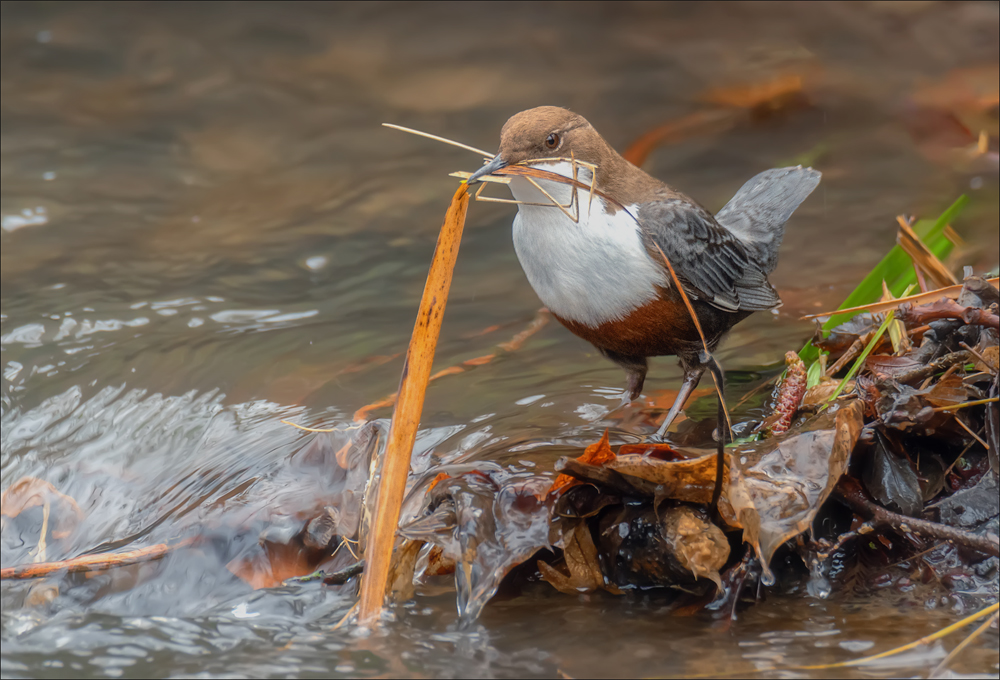 Wasseramsel