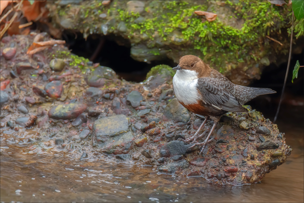 Wasseramsel