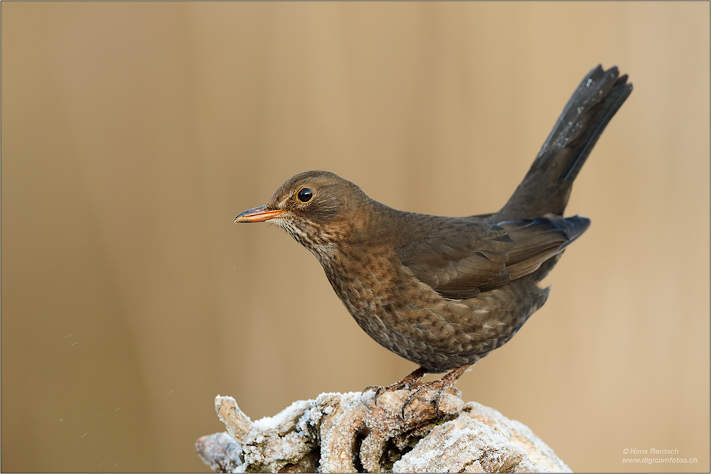 Amsel