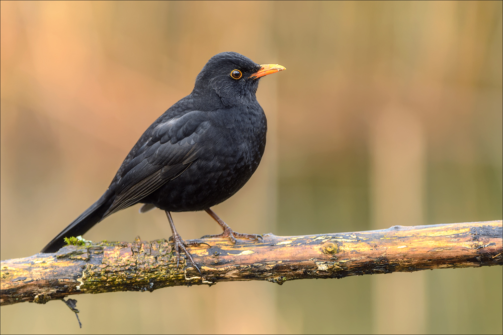 Amsel