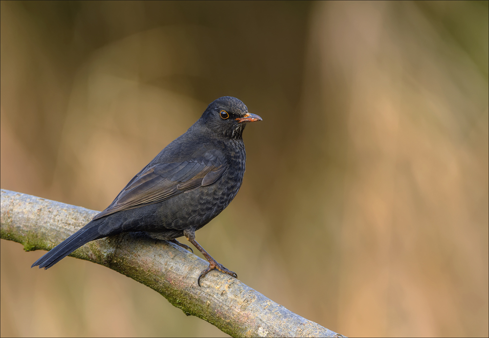 Amsel