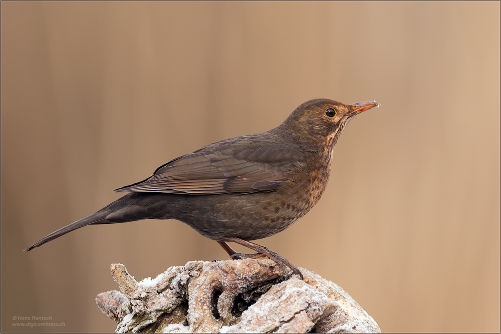 Amsel