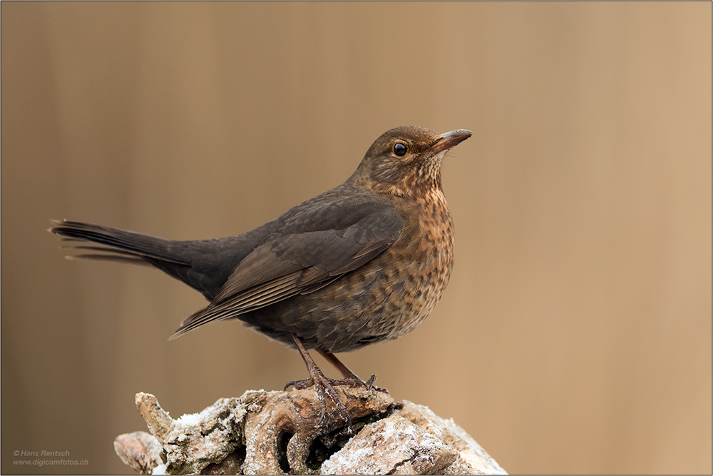 Amsel