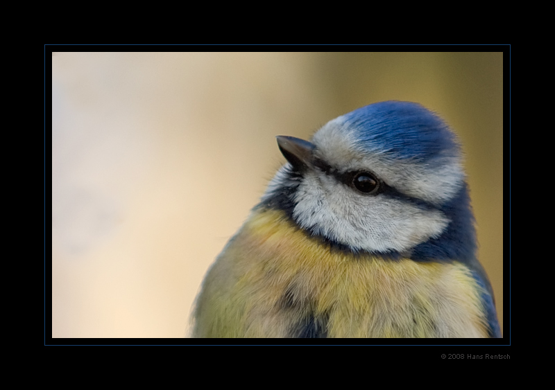 Blaumeise Portrait