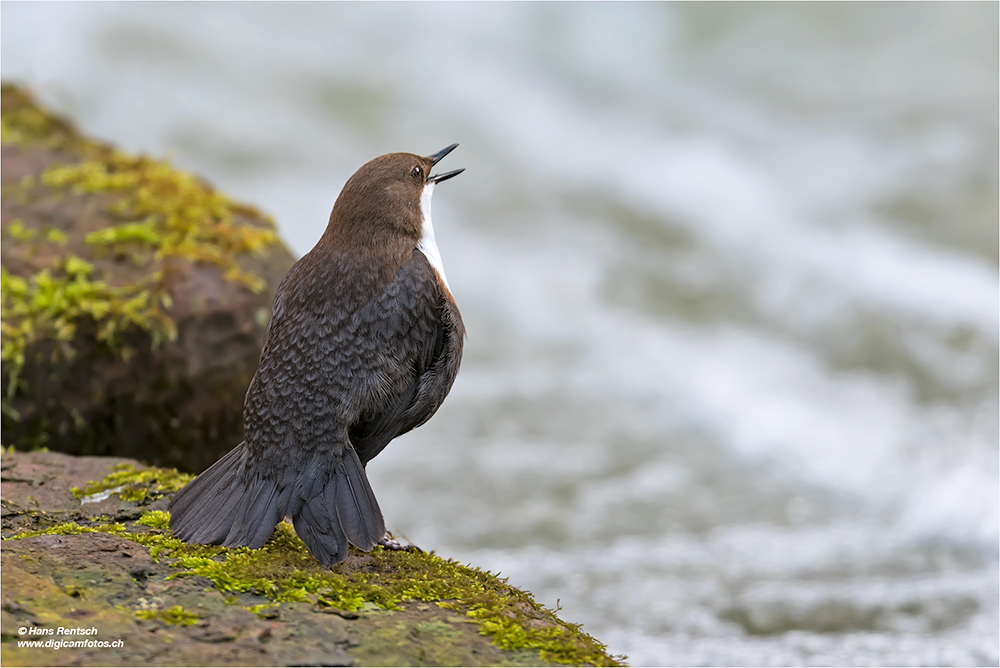 Wasseramsel