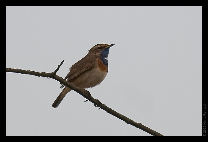 Blaukehlchen