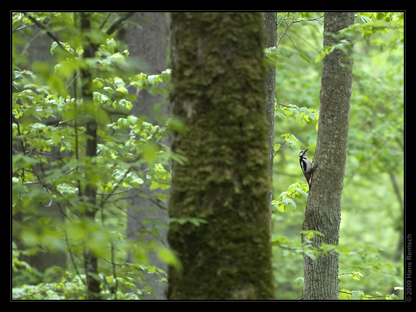 Buntspecht im Bialowieza-Urwald