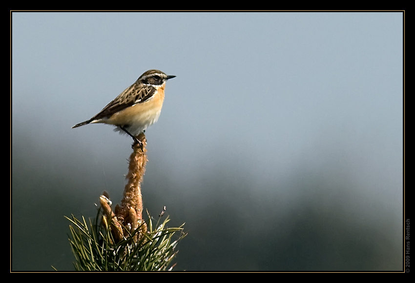 Braunkehlchen