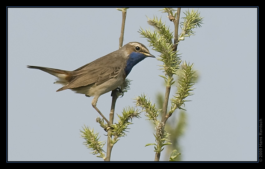 Blaukehlchen