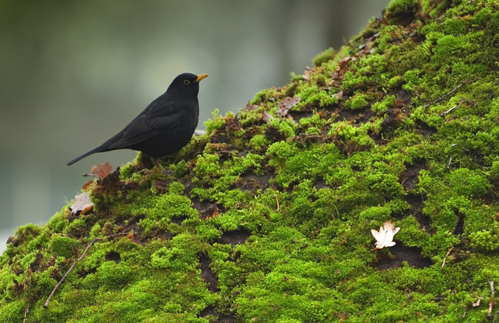 Einfach eine schöne Amsel