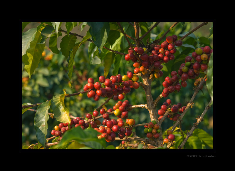 Kaffee-Verarbeitung